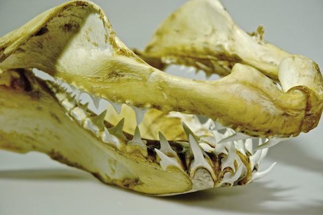 Technology | Bioceramics from Shark Teeth Could Regenerate Bone